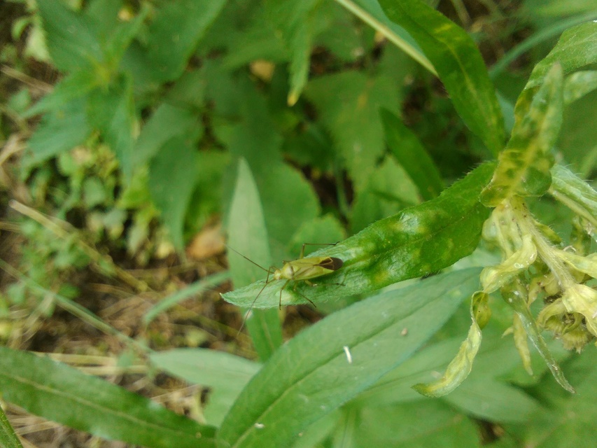 Calocoris affinis