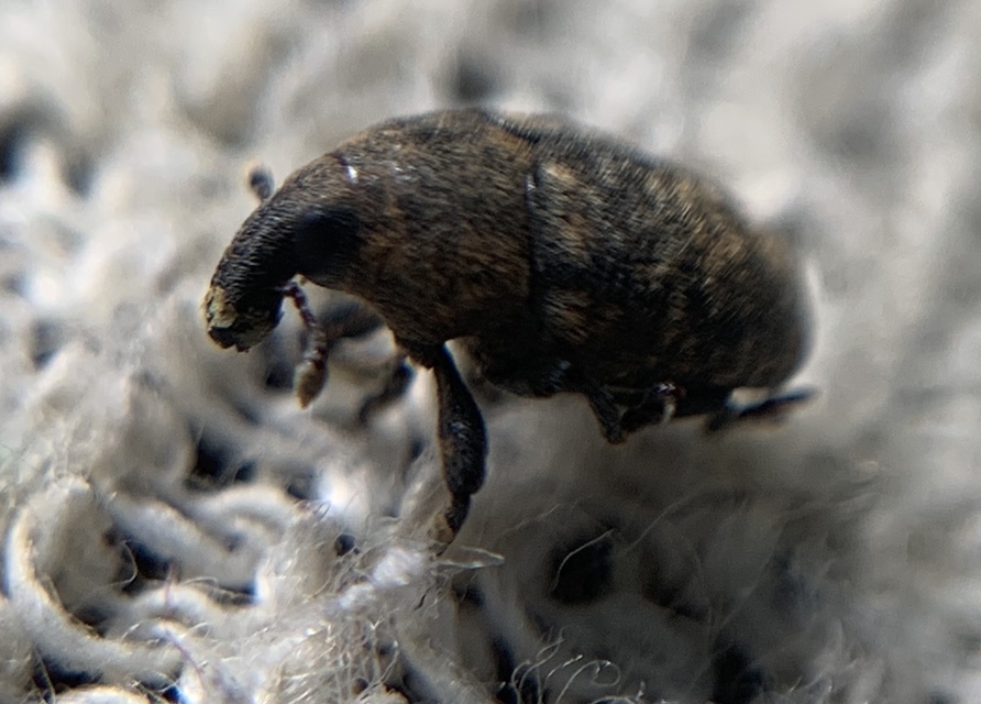 Larinus obtusus - imola-púderbarkó