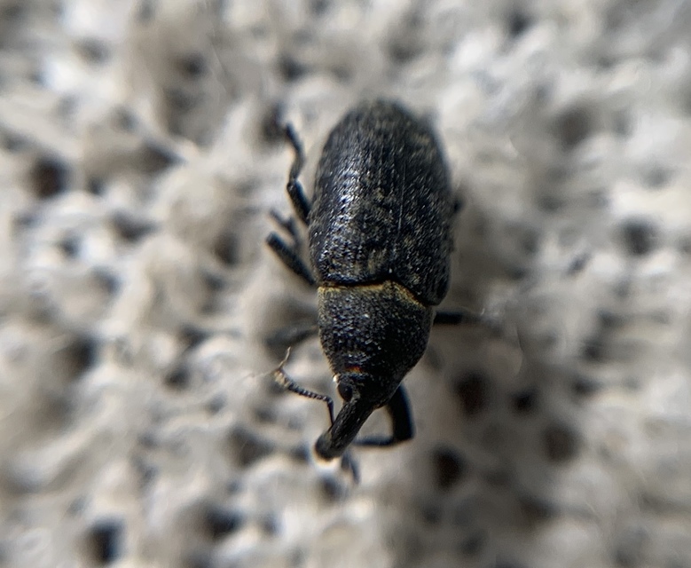 Larinus carlinae - foltos púderbarkó