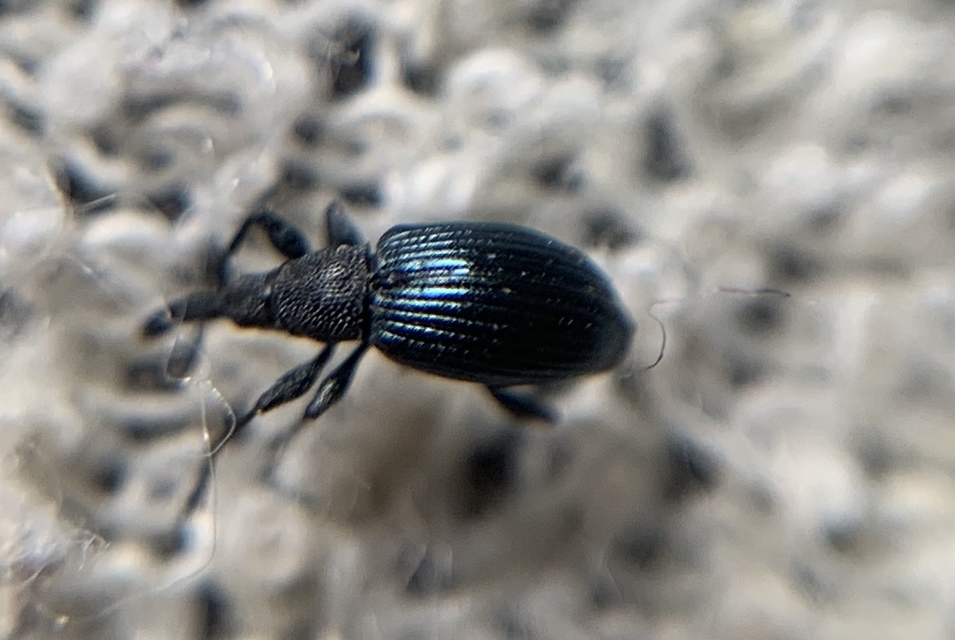 Aspidapion validum - magaspajzsocskájú cickányormányos