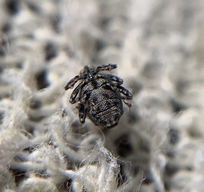 Microplontus triangulum - rajzos cickafarkormányos
