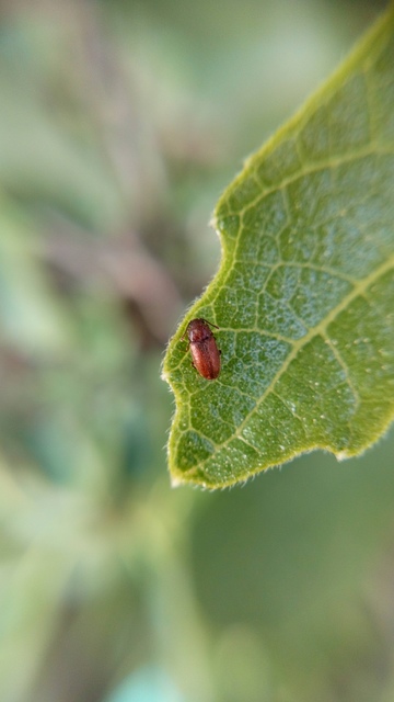 Cryptophagidae - penészbogárfélék