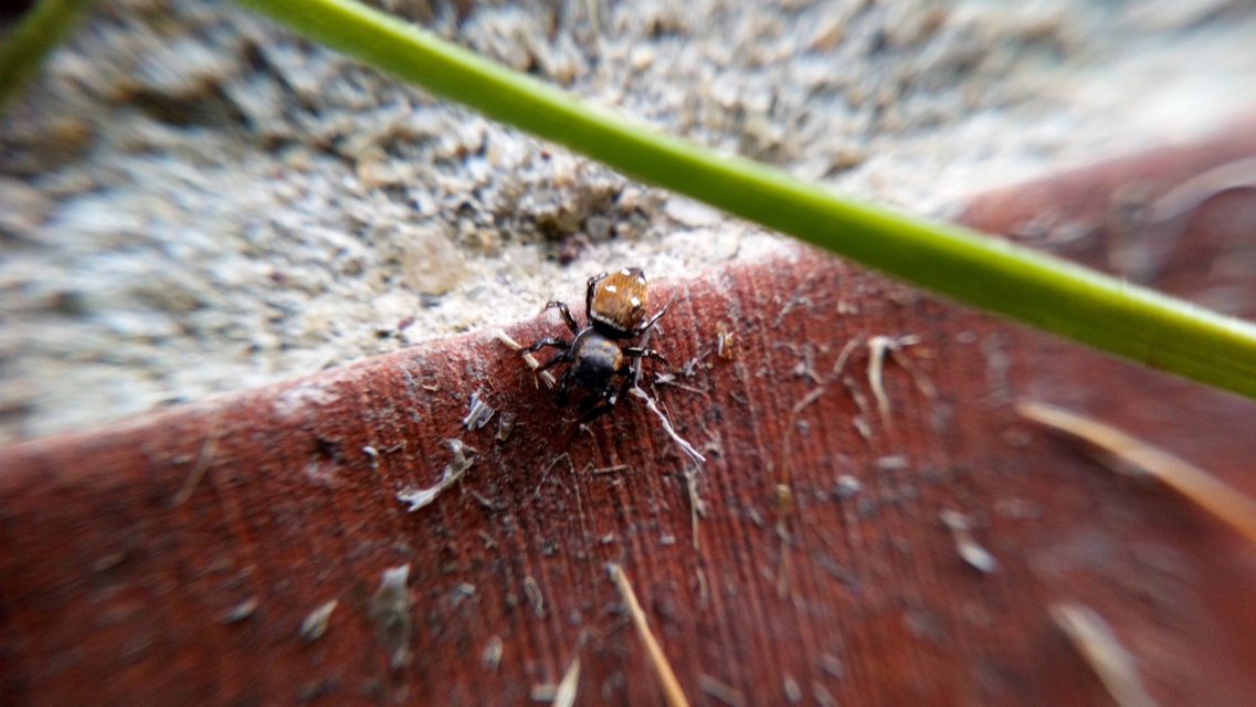 Heliophanus kochii - négypettyes ugrópók