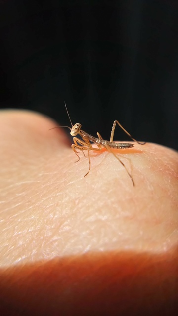 Mantis religiosa - imádkozósáska