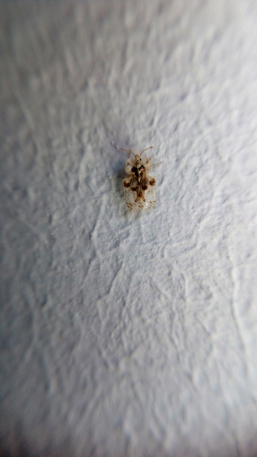 Corythucha arcuata - tölgy-csipkéspoloska