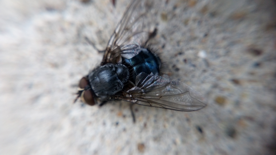 Calliphora