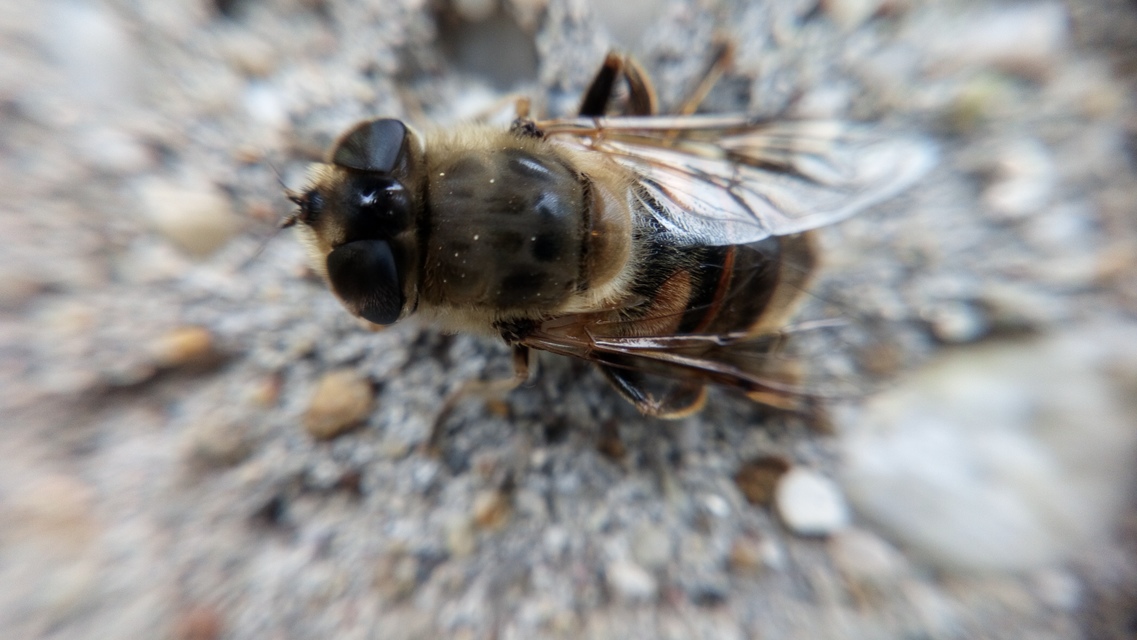Eristalis tenax - közönséges herelégy