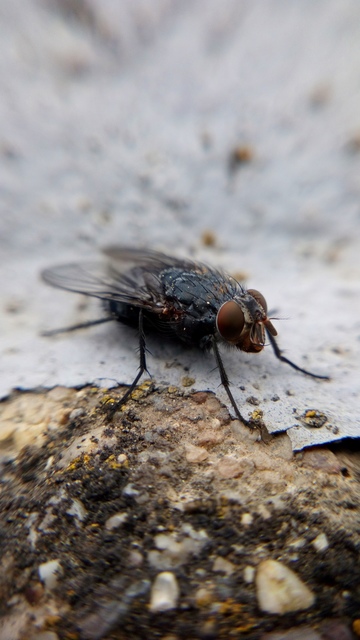 Calliphora