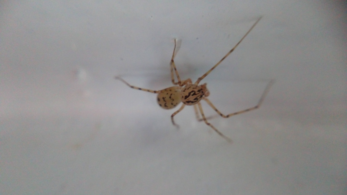 Scytodes thoracica - közönséges csupaszpók