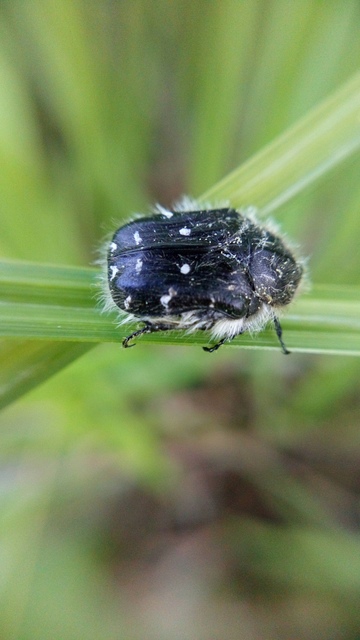 Tropinota hirta - bundás virágbogár