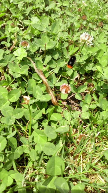 Bombus lapidarius - kövi poszméh