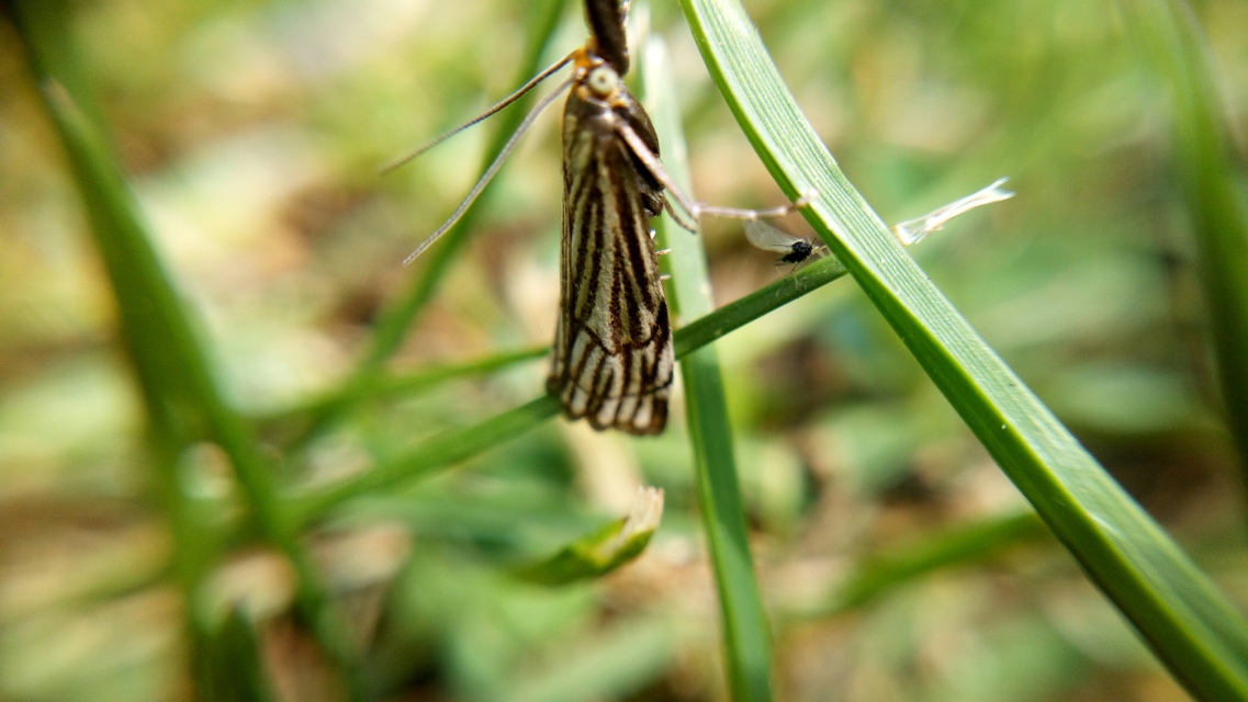 Chrysocramboides craterella - rácsos fűgyökérmoly