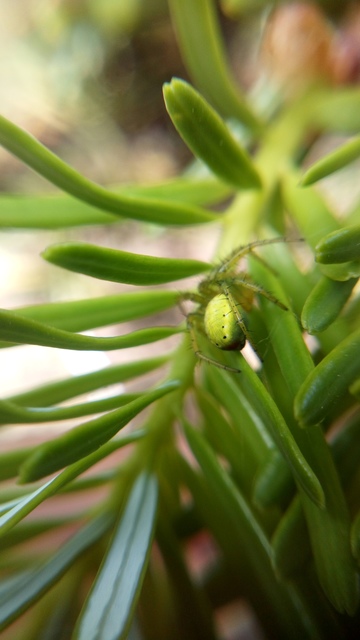 Araniella