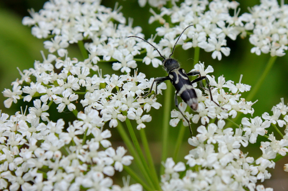 Chlorophorus figuratus - rajzos darázscincér