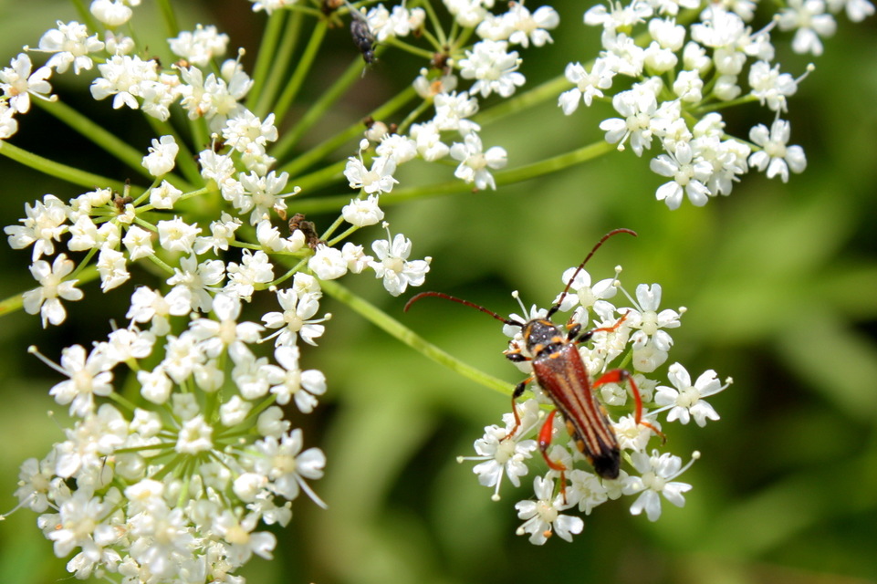 Stenopterus rufus - tarkacsápú keskenyfedőscincér