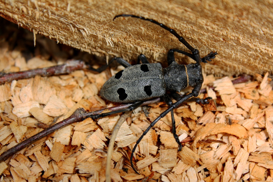 Morimus asper funereus - gyászcincér
