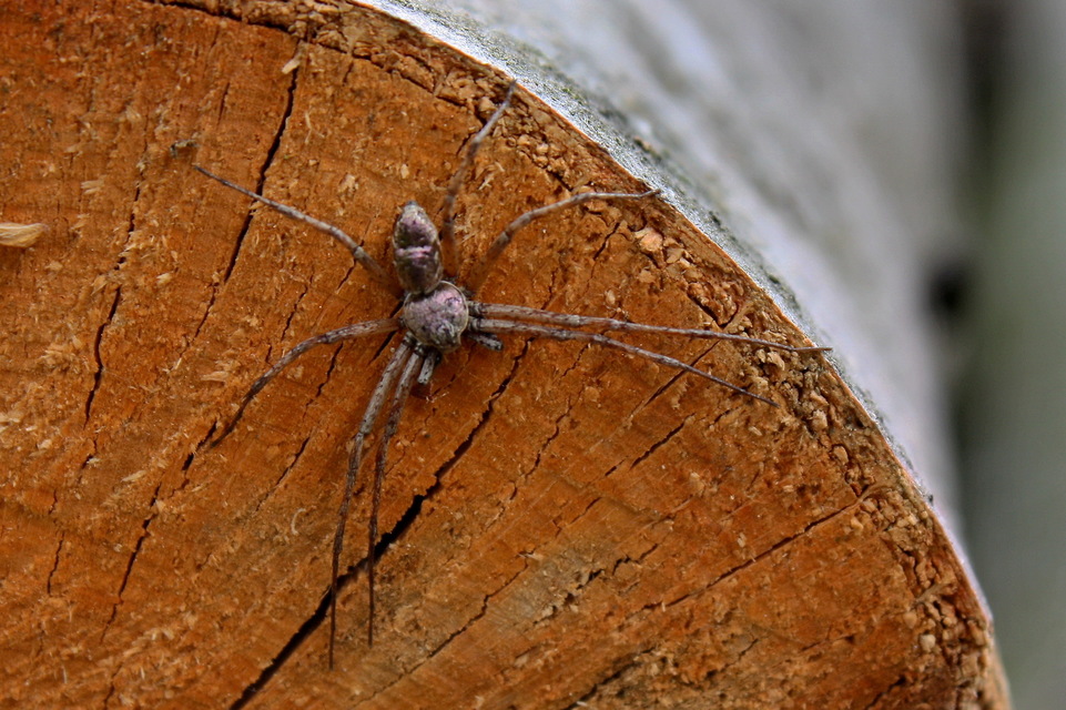 Philodromus aureolus - aranyos fürgekarolópók
