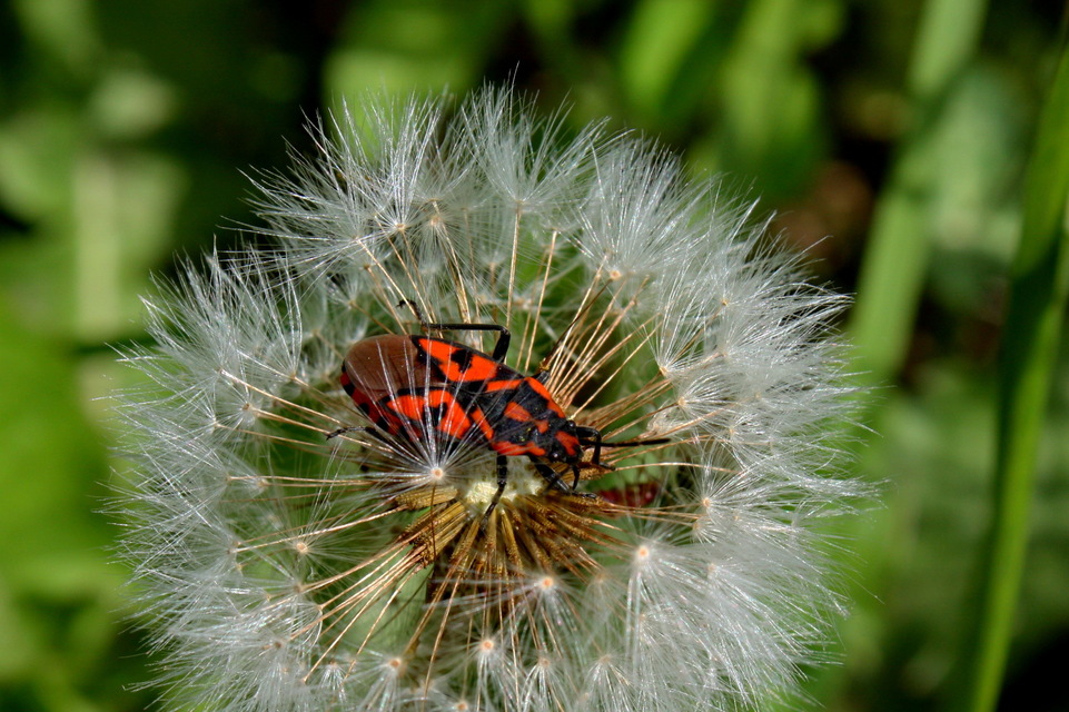 Spilostethus saxatilis - virágbodobács
