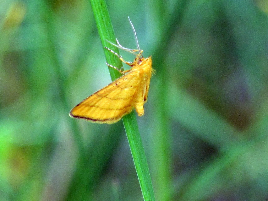 Idaea aureolaria - aranyos sávosaraszoló