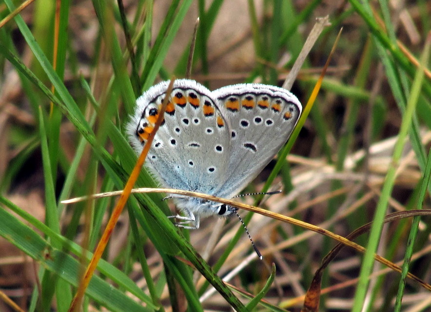 Plebejus argyrognomon - tintakék boglárka