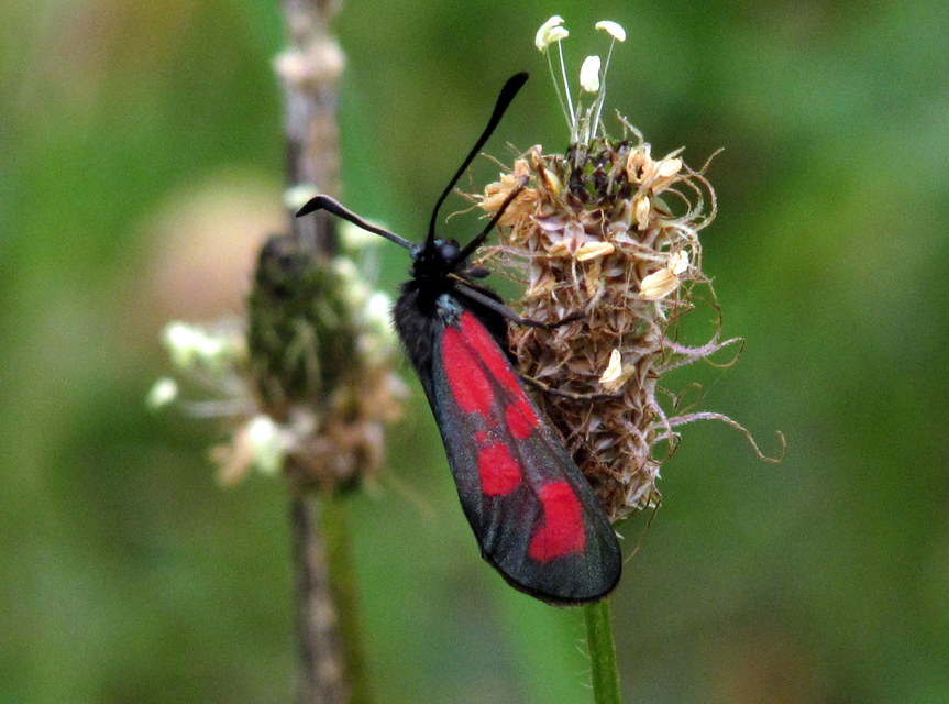 Zygaena loti - közönséges csüngőlepke