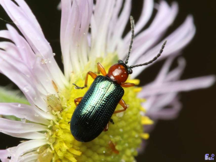Oulema melanopus/duftschmidi