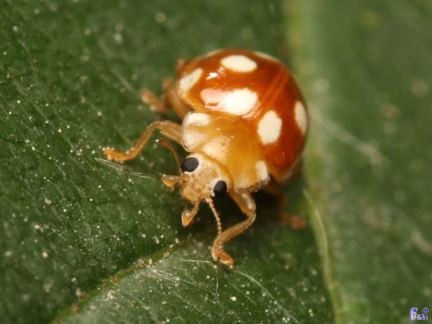 Vibidia duodecimguttata - tizenkétcseppes füsskata