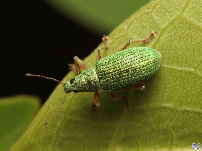 Polydrusus formosus - selymes lombormányos