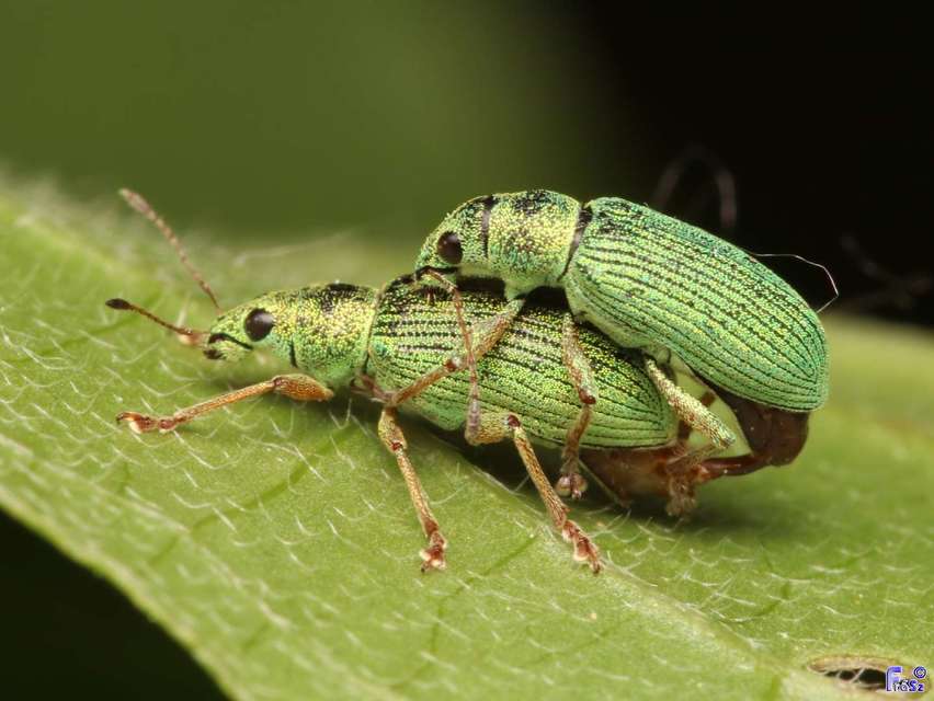 Polydrusus formosus - selymes lombormányos