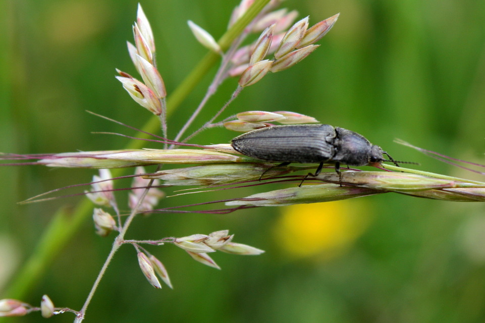 Cidnopus