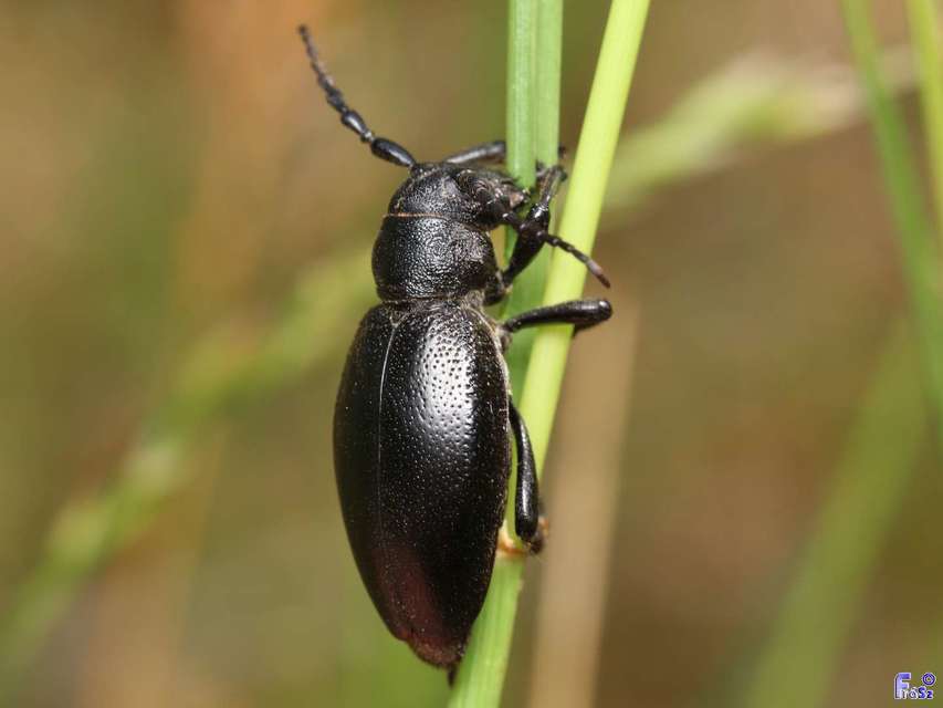 Dorcadion aethiops - fekete gyalogcincér