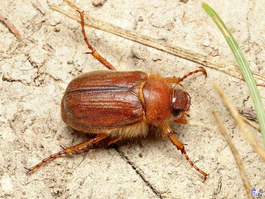 Holochelus vernus - tavaszi cserebogár