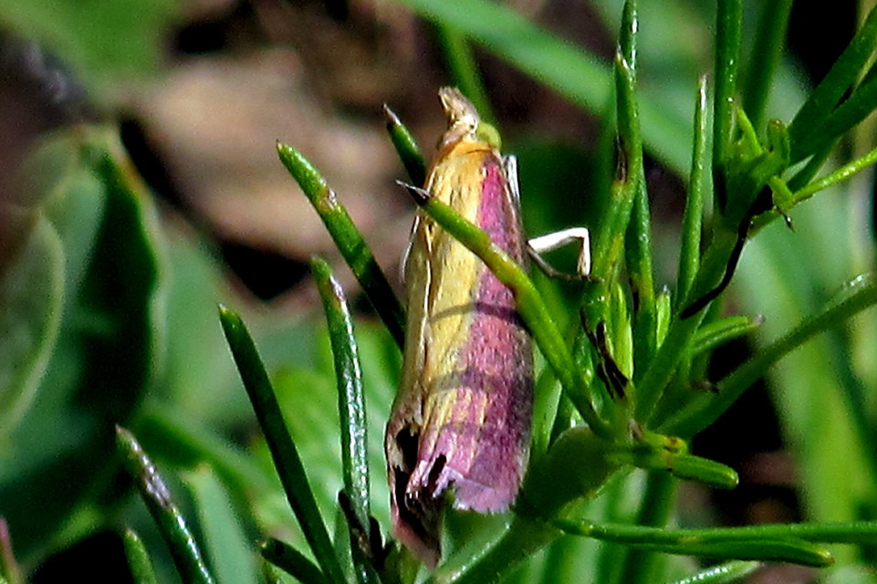 Oncocera semirubella - lucernamoly