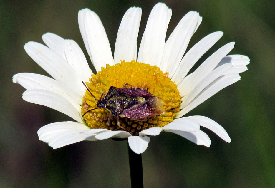 Carpocoris