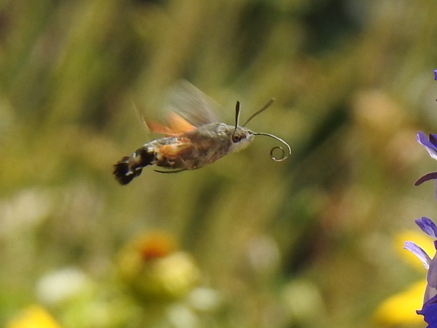 Macroglossum stellatarum - kacsafarkú szender