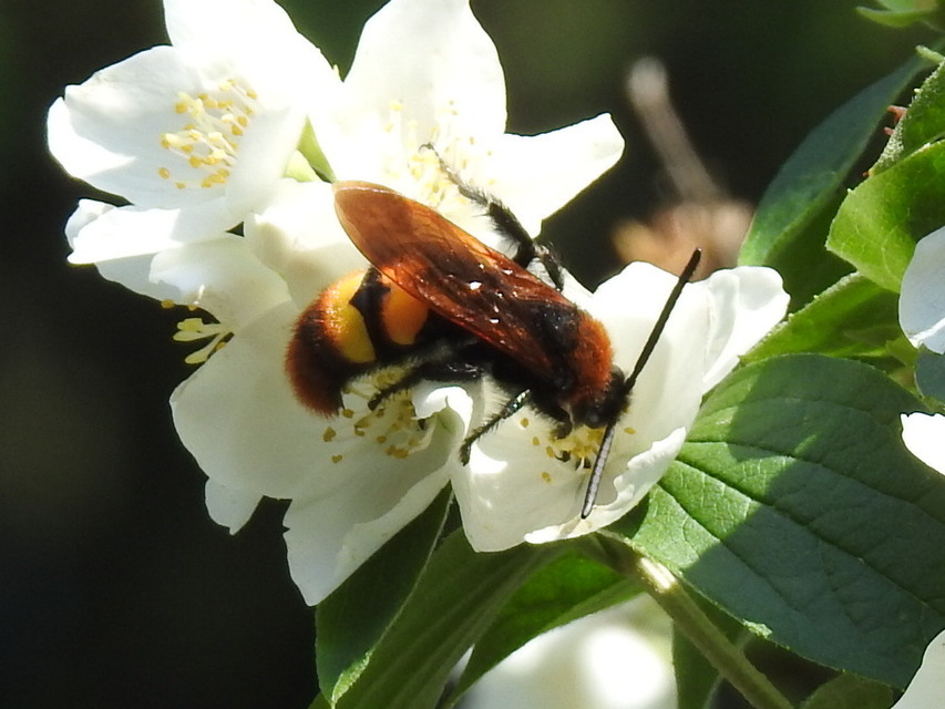 Megascolia maculata - óriás-tőrösdarázs