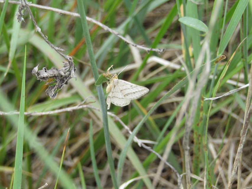 Tephrina arenacearia - lucerna-araszoló