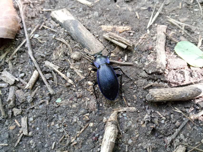 Carabus scheidleri - változó futrinka