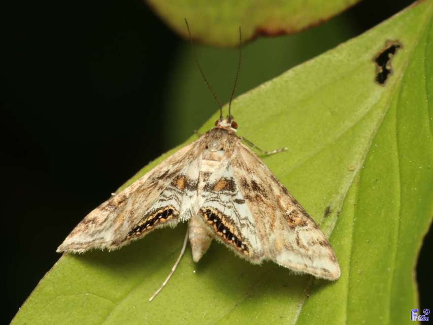 Cataclysta lemnata - békalencsemoly