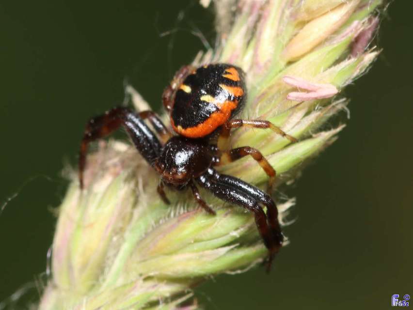 Synema globosum - fekete-sárga karolópók