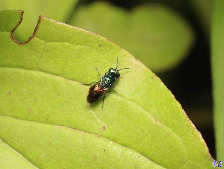 Holopyga