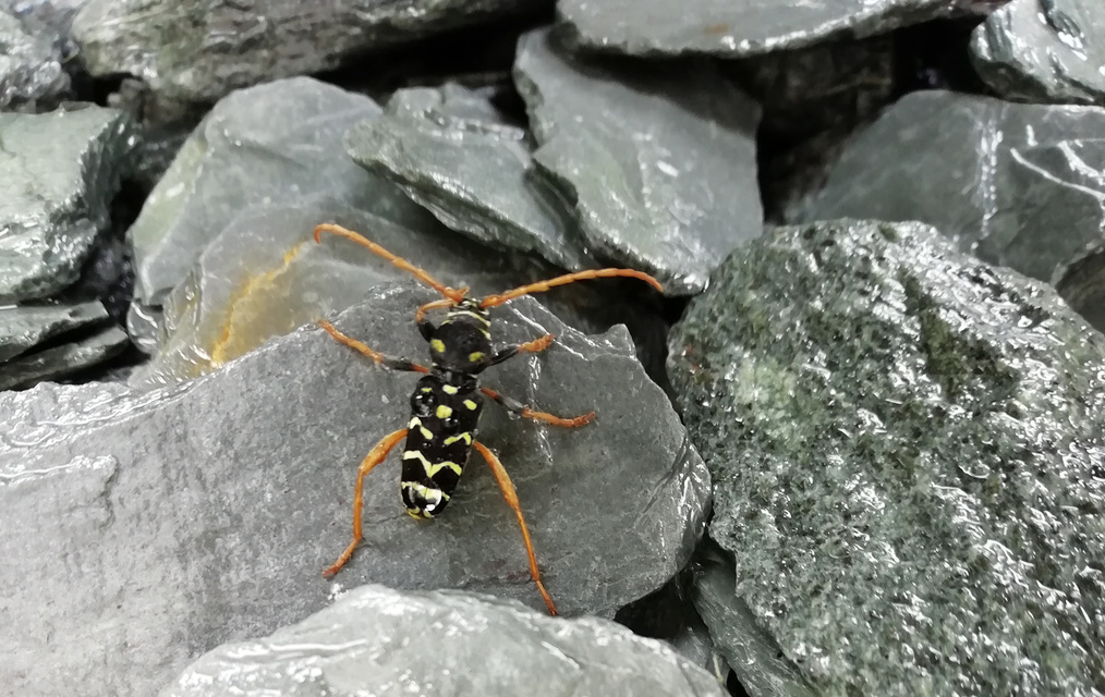 Plagionotus arcuatus - bársonyos darázscincér
