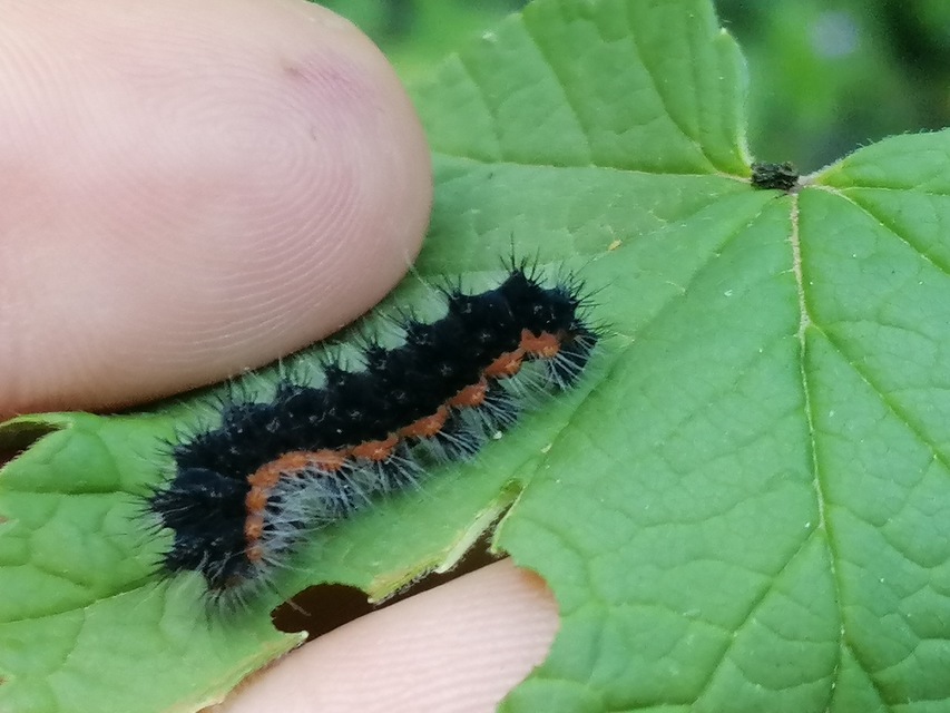 Saturnia pavoniella/pavonia