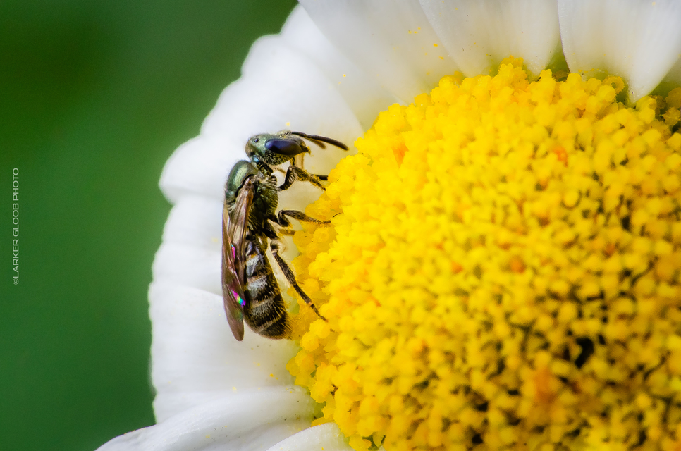 Hymenoptera - Hártyásszárnyúak