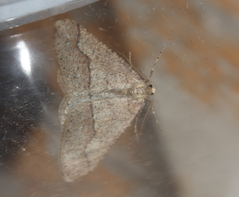 Agriopis marginaria - sárgás téliaraszoló