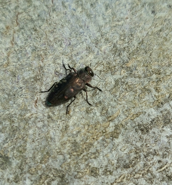 Chrysobothris affinis - aranypettyes díszbogár