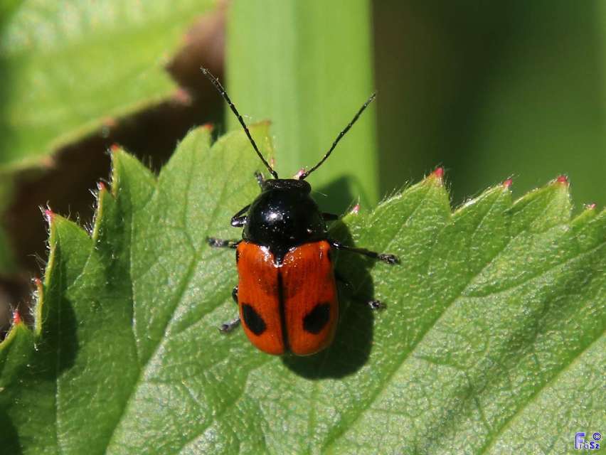 Cryptocephalus bipunctatus - kétpettyes zömökbogár