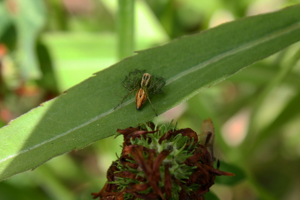 Oxyopes lineatus