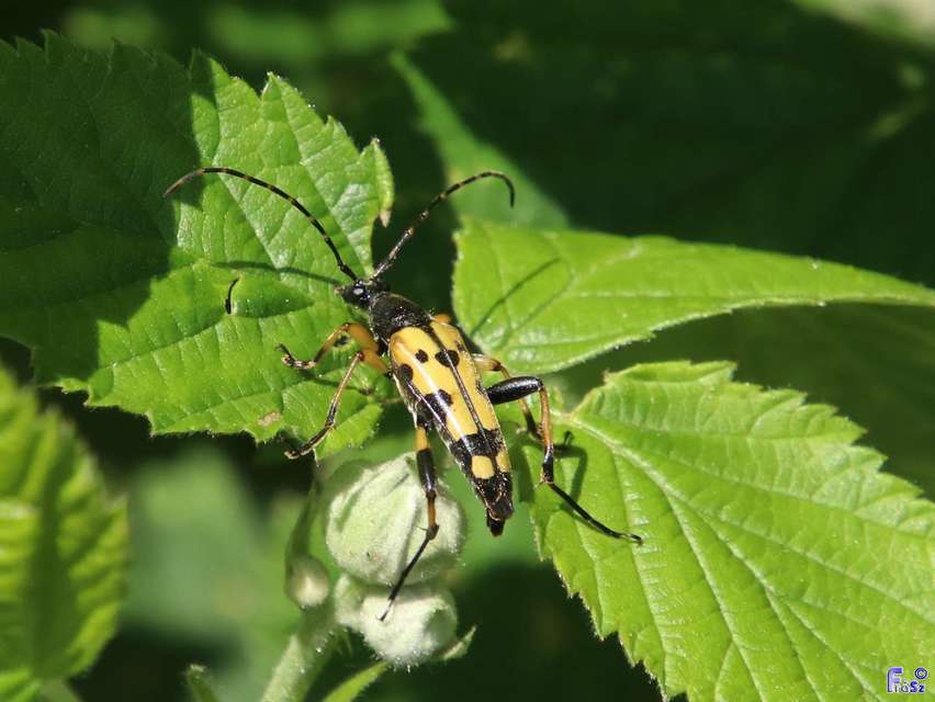Rutpela maculata - tarkacsápú karcsúcincér