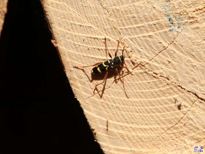 Clytus arietis - közönséges darázscincér